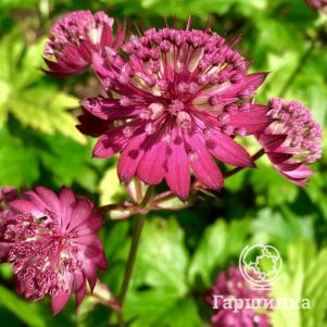 

Астранция Рубра