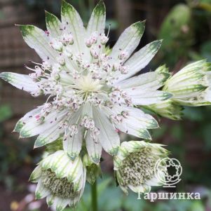 

Астранция Шегги