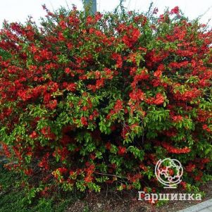 Айва Кримсон энд Голд