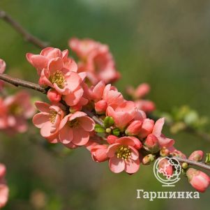 

Айва Салмон Горизон