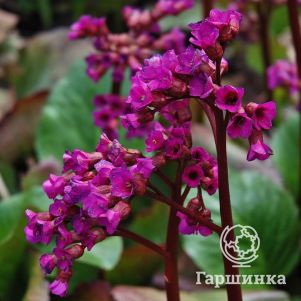 

Бадан Винтерглют