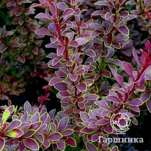 Барбарис Тунберга Голден Ринг 520₽