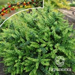 

Барбарис Тунберга Грин Орнамент