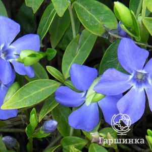 

Барвинок малый Аргентеовариегата