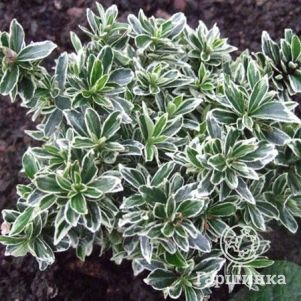 

Бересклет японский Альбомаргинатус