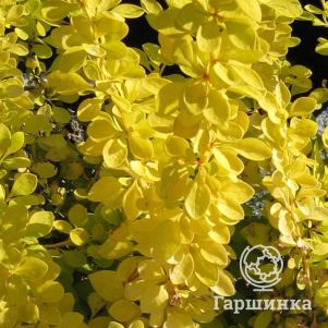 

Барбарис Тунберга Ауреа