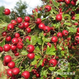 

Боярышник Арнольда