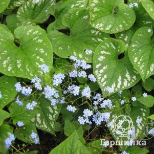 

Бруннера Лангтриз