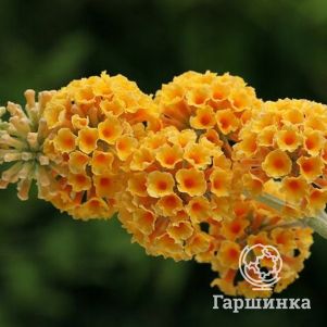 

Буддлея Вейера Санголд