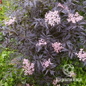 

Бузина черная Блэк Лейс