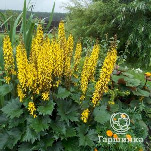 

Бузульник Вильсона