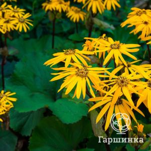 

Бузульник зубчатый