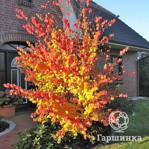 

Багрянник японский (карамельное дерево)