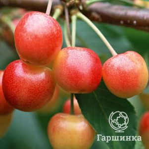 

Черешня Гостинец крупноподная желтая