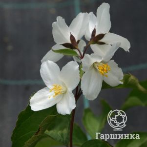 

Чубушник Старбрайт