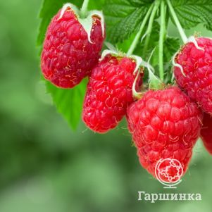 

Малина Московский великан красная