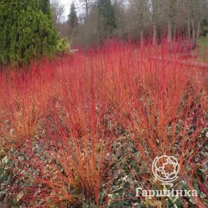 

Дерен кроваво-красный Анна Винтер Оранж