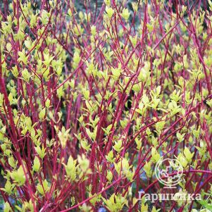 

Дерен Батон Руж белый