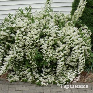 

Дейция изящная