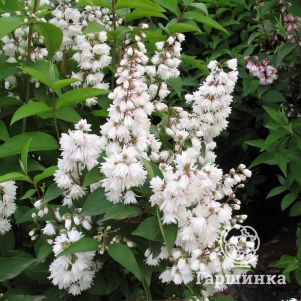 

Дейция Прайд оф Рочестер