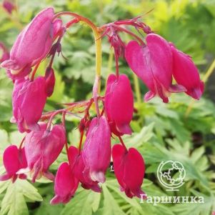 

Дицентра красивая Бакканал