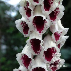 

Наперстянка пурпурная Пэмс Чойс