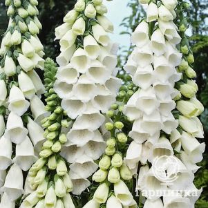 

Наперстянка пурпурная Сноу Трамбл