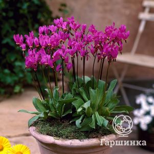 

Додекатеон Ред Вингс