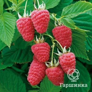 

Малина Полесье ремонтантная красная