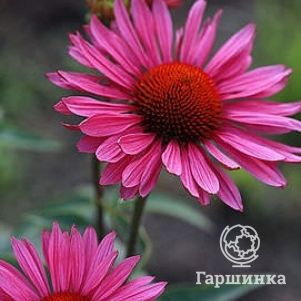 

Эхинацея Руби Глоу пурпурная