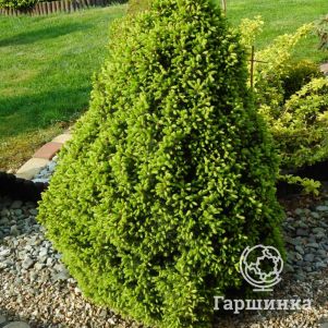 

Ель канадская Коника