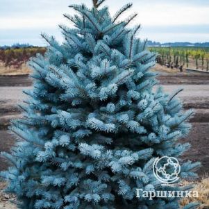 

Ель колючая Мажестик Блу