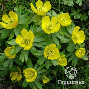 

Весенник (Эрантис) зимний 10 шт