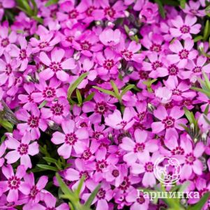 Флокс Цвергентеппих шиловидный 350₽