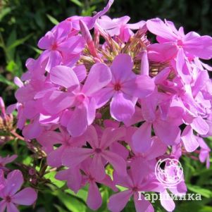 Флокс Райстром метельчатый