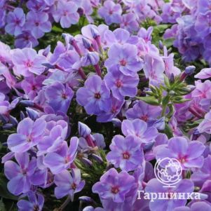 

Флокс Юник Маув метельчатый