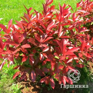 

Фотиния Фразера Литл Ред Робин