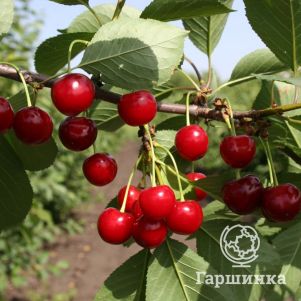 Вишня Причуда 600₽