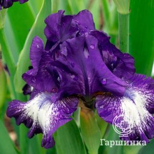 

Ирис бородатый Экзотик Стар