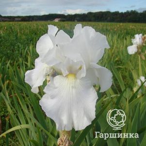 

Ирис бородатый Имморталити