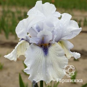 

Ирис бородатый Маргарет Виола Вайт