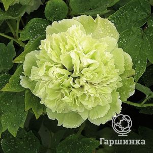 

Пион Зеленые Бобы древовидный зеленый