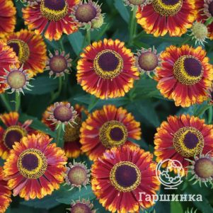 

Гелениум Бандера