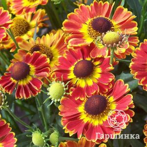 

Гелениум Фуэго