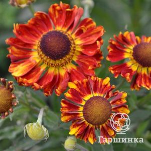 

Гелениум Фурсигел