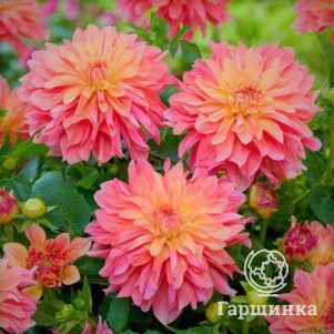 

Георгина Гарден Дизайр декоративная