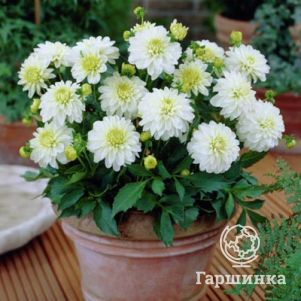 

Георгина Геллери Арт Фейр бордюрная