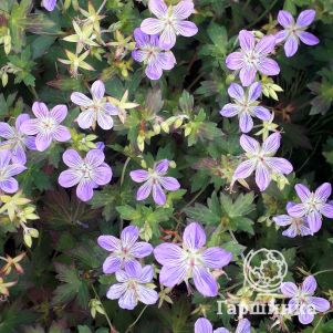 Герань Фэй Анна 600₽