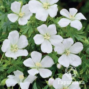 

Герань пятнистая Альбум