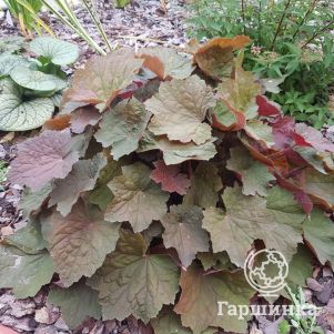 

Гейхера Биг Топ Бронз